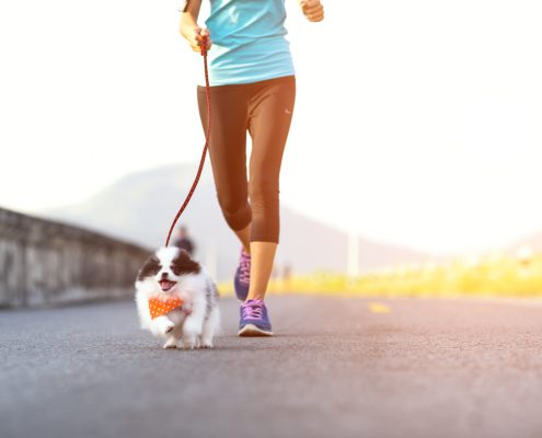 Jogging Can Be Harmful To Puppies
