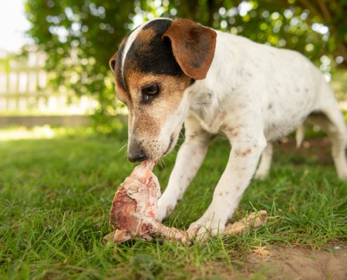 The Do’s And Don’t’s Of Giving Your Dog Bones