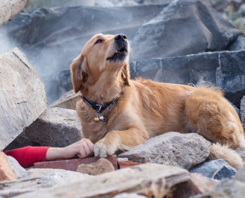 6 Incredible Things Dogs Can Sense Before They Happen