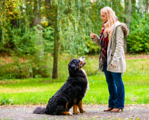 Teach Your Dog to Look on Command