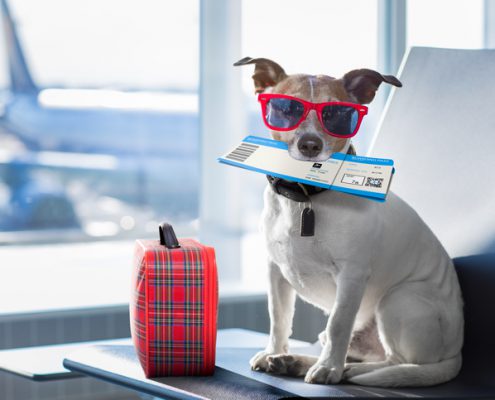 Too Hot to Fly Summer Airline Pet Embargoes