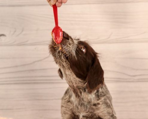 12 Healthiest Human Food Dogs Can Eat