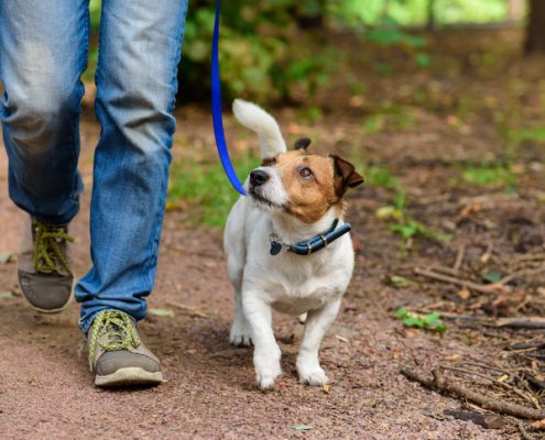 A Guide to Leash Pressure
