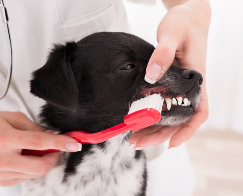 Dental Health for Dogs; A guide to cleaning your dog's teeth!