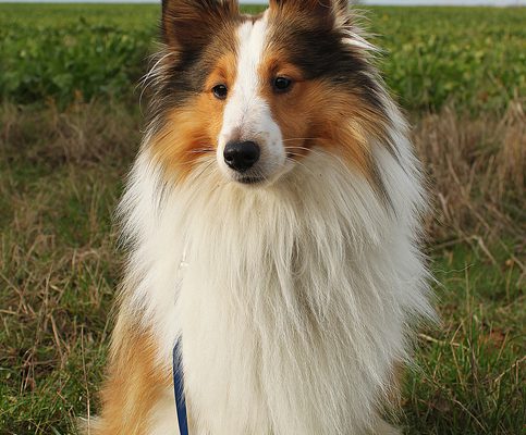 EVOLUTION OF DOG TRAINING PART 2