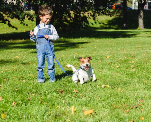 How to Teach a Puppy to Walk on a Leash