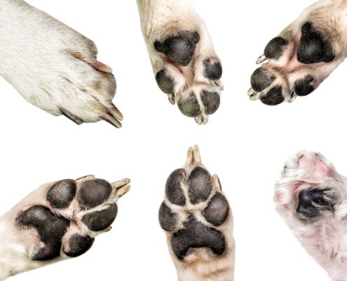 Summer Heat Can Be Tough On Your Dog’s Paws