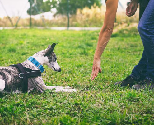 The Evolution of Modern-Day Dog Training & Obedience. Part 1 Today’s trainers owe much to their predecessors