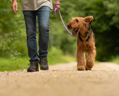 A Guide to Leash Pressure