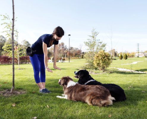 How to Establish Leadership Over a Dog, Without Being a Meanie Pants