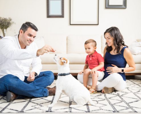 Socialize Your Puppy