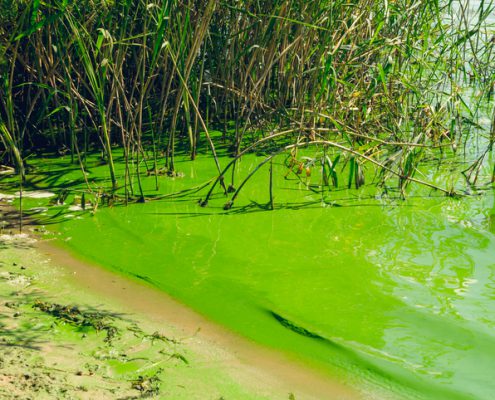 Algae Can Poison Your Dog