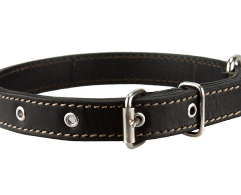 5 Ways Collars Can Harm Your Dog