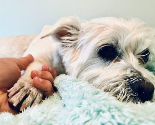 What Causes Stress in Dogs and How to Ease It