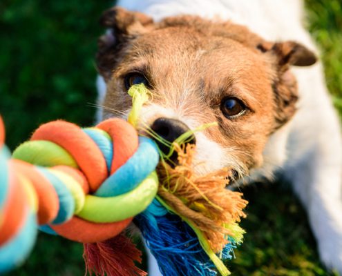Are Rope Toys Safe for Dogs