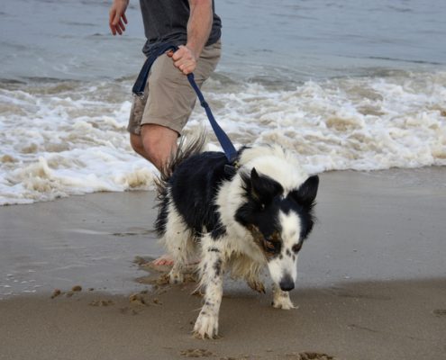 Pet Misbehaving It Might Be Your Fault