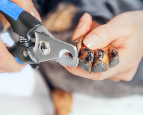 Take the Stress Out of Trimming Your Dog's Nails