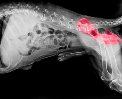 Hip Dysplasia In Dogs Can CBD Help Ease The Pain & Inflammation