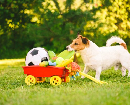 What’s So Special About Your Dog’s Favorite Toy