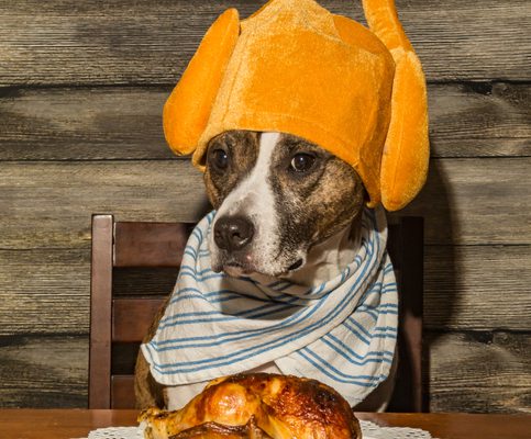 Thanksgiving Safety Tips for Pets