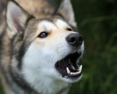 BARKING