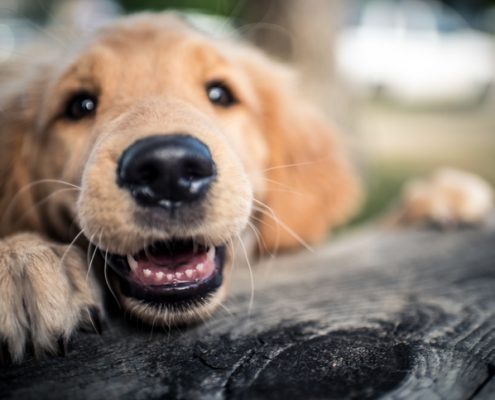 Why Do Dogs Have Whiskers