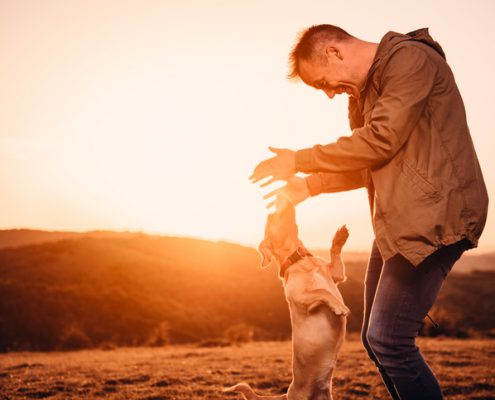 What Is the Best Way to Greet Your Dog